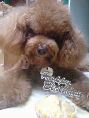 Close up front view head shot - A teased-out, fluffy coated, red Toy Poodle dog laying down on a bed, its head is tilted to the right and there is a cupcake in front of it and there is a clear plastic sign sticking out of the cupcake that reads - Happy Birthday.