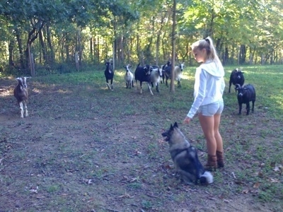 A blonde-haired girl is standing next to a sitting black, grey and white Norwegian Elkhound. There is a herd of goats across from them.