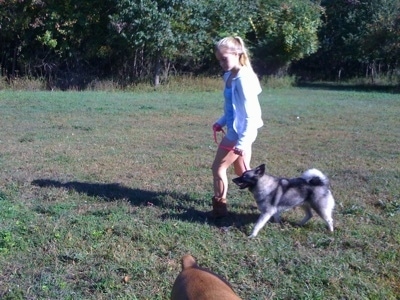 A blonde-haired girl is leading a black, grey and white Norwegian Elkhound on a walk across a field.