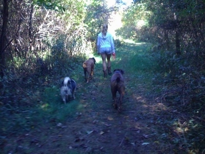 The back of three dogs that are being led on a walk on a trail in the woods by a blonde-haired girl.