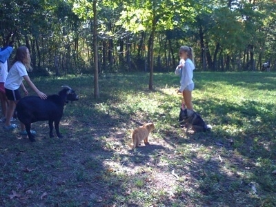 A girl in a white shirt is petting the side of a black with white Goat. Across from them is a blonde-haired girl that is holding the leash of a black, grey and white Norwegian Elkhound that is sitting in grass. There is an orange cat standing in front of them.
