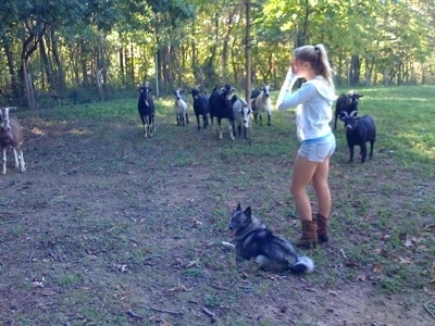 A blonde-haired girl is standing next to a black, grey and white Norwegian Elkhound that is laying in grass and looking to the left. There is a herd of goats across from them.