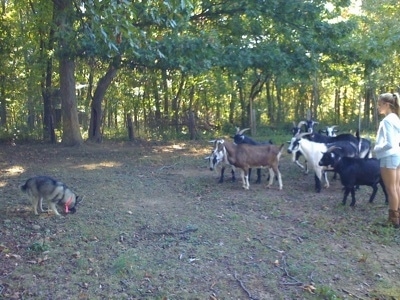 A black, grey and white Norwegian Elkhound is standing and smelling the ground. Across from them is a herd of goats and next to them is a blonde-haired girl.