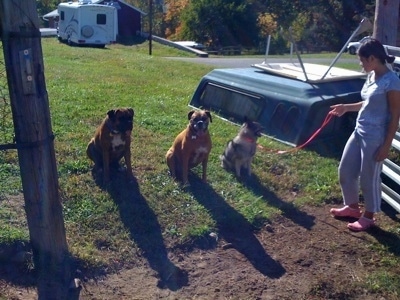 Two Boxers and a Norwegian Elkhound are sitting next to each other in grass and they are looking forward. There is a person standing in dirt and holding the leash of the Norwegian Elkhound.