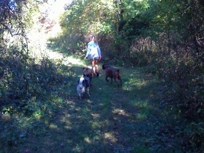 A blonde-haired girl is leading three dogs on a walk on a trail through a wooded area.