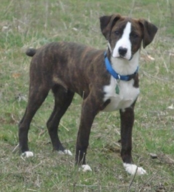 Treeing Cur Dog Breed Pictures