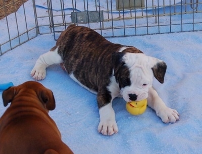 The right side of a brindle and white Valley Bulldog puppy that is laying across snow and it has a yellow with red ball in its mouth. Across from it is another Valley Bulldog puppy walking around. The dog is really thick and tubby.
