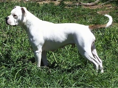The left side of a white with brown Vanguard Bulldog that is standing across a grass surface and it is looking forward. The dog has a boxy looking muzzle and a large black nose. Its body is wide and thick.