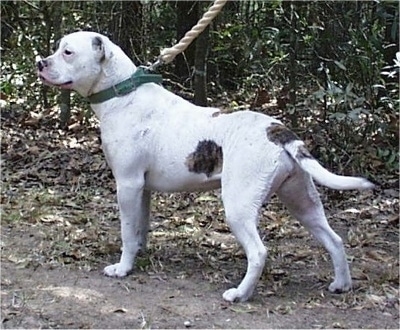 The back left side of a wide, muscular, thick bodied, white with brown Vanguard Bulldog is standing in dirt and it is looking to the left. The dog has a thick long tail that it is holding down low.