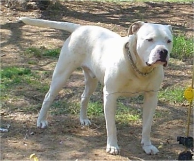 The front right side of a Vanguard Bulldog that is standing in patchy grass. The dog has a wide chest, pinned back rose ears, a long thick tail and a wide black nose. It has extra skin on its neck.