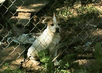 A white with red Vanguard Bulldog puppy is sitting in dirt and it is looking through a chain link fence that is in front of it.