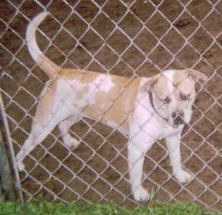 The left side of a white and red Vanguard Bulldog standing across a dirt surface and it is looking through the chain link fence in front of it. The dog has a big head, a wide muzzle, a thick body and it is holding its long thick tail up in the air.