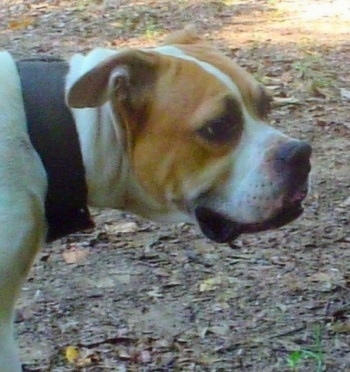 Close up side view head shot - The face of a red and white Vanguard Bulldog that is standing across a leafy surface. It is looking to the right. It has a square shaped muzzle and a big black nose. It is wearing a wide brown leather collar. Its ears are pinned back.