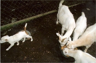 Top down view of a white with red Vanguard Bulldog puppy that is walking away from four white goats eating food out of a bowl.