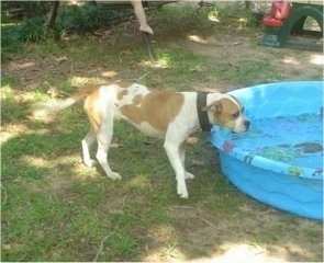 The right side of a red and white muscular Vanguard Bulldog that is standing at the edge of a kiddie pool filled with water.
