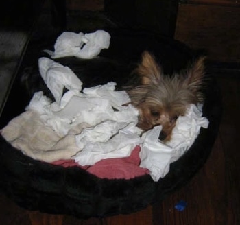 A Yorkshire Terrier dam in a dog bed covered in blankets and tissues