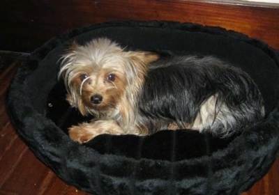 A Yorkie dog laying on a black dog bed