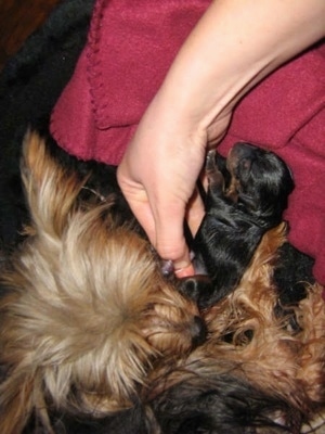 A person holding onto the cord of a puppy as the mother dog smells it