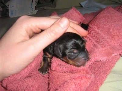 A newborn Yorkie puppy on a pink towel with a person's hand petting it