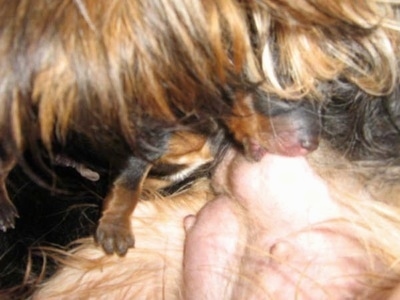 A Yorkie puppy nursing from its mother