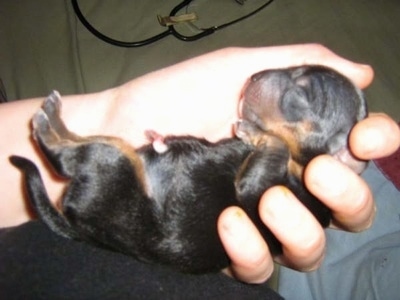 A newborn Yorkshire Terrier puppy in the hand of a human
