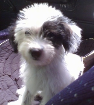 A soft looking fluffy white with black West Highland Doxie puppy that is sitting on a rug in the backseat of a vehicle.