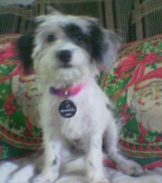 A white with black West Highland Doxie is sitting on a bed and it is looking forward. It has a pink collar on with a medallion dog ID tag around its neck.