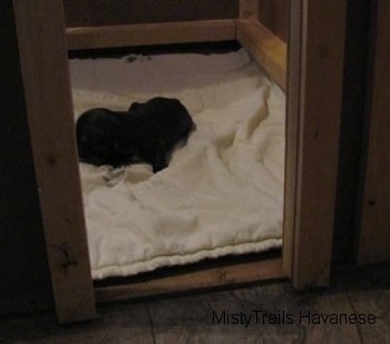 A little black Havanese puppy is sleeping on a towel in a whelping box.