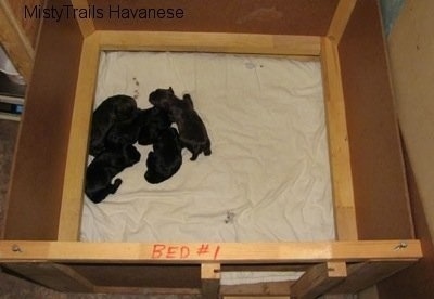 Top down view of five Havanese puppies that are laying on a towel inside of a square wooden whelping box.