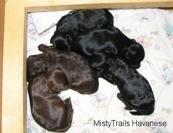 Close up - Top down view of five Havanese puppies that are laying in the corner of a wooden whelping box.