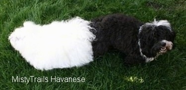 Pearl the Havanese Dam and Tux the Havanese Stud outside on grass