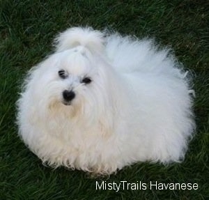 Pearl the Havanese Dam sitting in grass