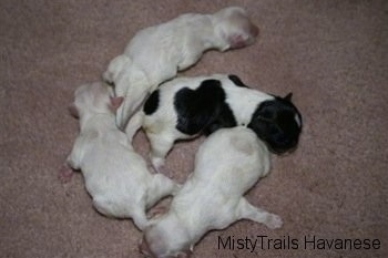 Four Newborn pups laying on the carpet