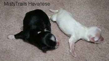 Two newborn Pups laying side by side