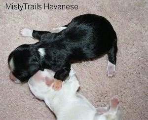 Two newborn Pups laying on the carpet