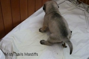 Mastiff Puppy pooing in the correct area