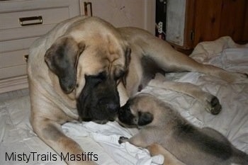 Mastiff and puppy laying together on a blanket