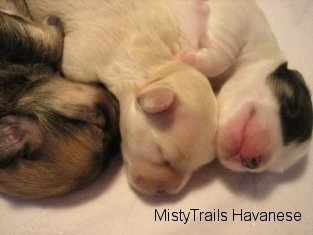 Close Up - Three Puppies laying next to each other