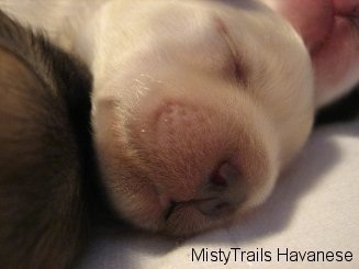 Close Up head shot - middle puppy of the laying three