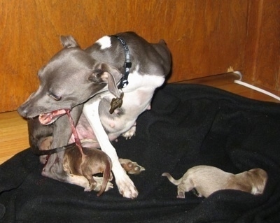 Italian Greyhound dam chewing the ambilical cord from her newborn puppy