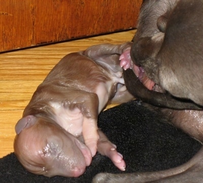 Newborn Italian Greyhound Puppy