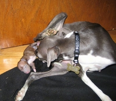 Dam cleaning off her newborn Italian Greyhound puppy
