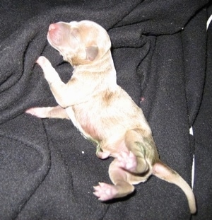 Newborn Italian Greyhound Puppy