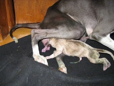 Newborn Italian Greyhound puppy under its mother