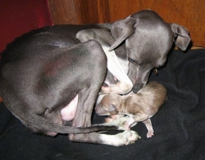 Newborn Italian Greyhound puppy with its mother