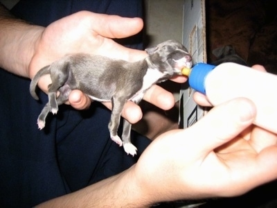Supplementing newborn Italian Greyhound puppy with a bottle