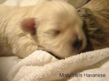 Close Up - Preemie puppy laying on a towel