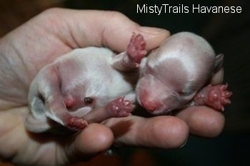 A Preemie puppy in the hand of a person