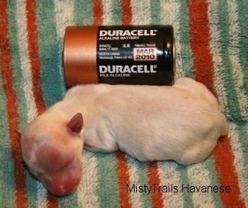 A Preemie next to a Duracell battery for size comparison