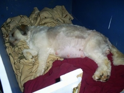 Melinda the Lhasa-Apso laying on its side on some blankets